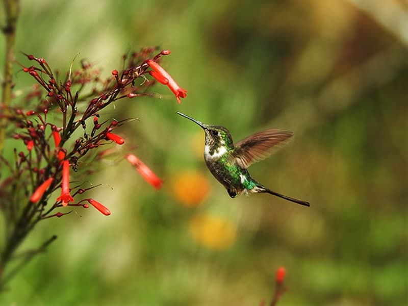 El Refugio de Colibríes